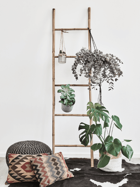 plantas colgadas en estanteria