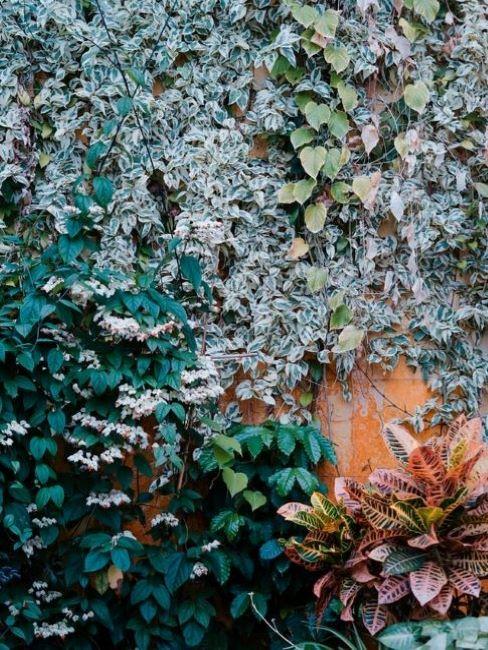 giardino verticale parete verde con piante