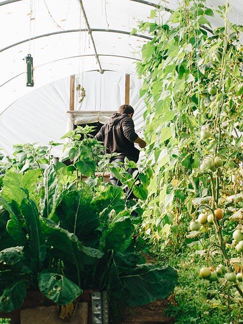 Nápady do zahradního skleníku