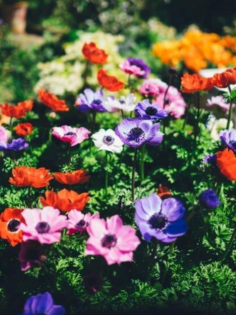 Jaký strom na terasu