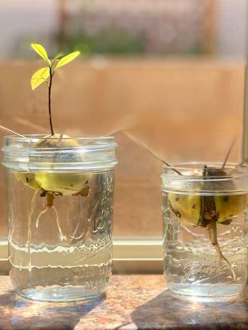 jak pěstovat avokádo z pecky 2