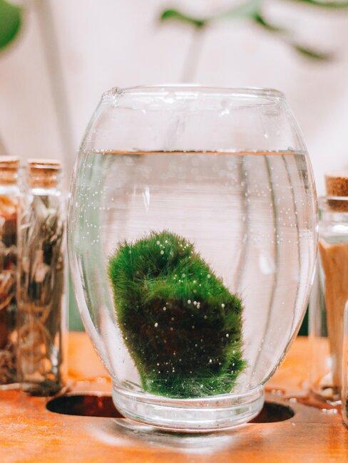 jak pestovat rasokoule