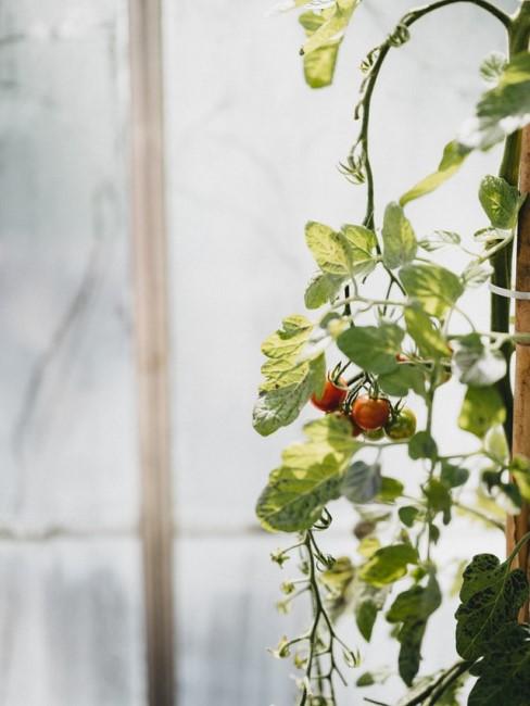 Das Tomatenhaus schützt die Pflanzen vor Schädlingen und Regen