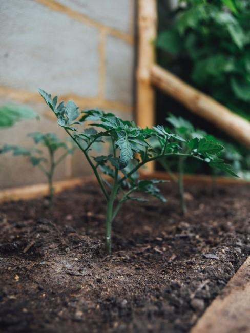 Tomatenpflanzen brauchen viel Pflege