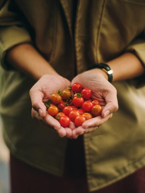 Einen Gemüsegarten mit Tomaten anlegen