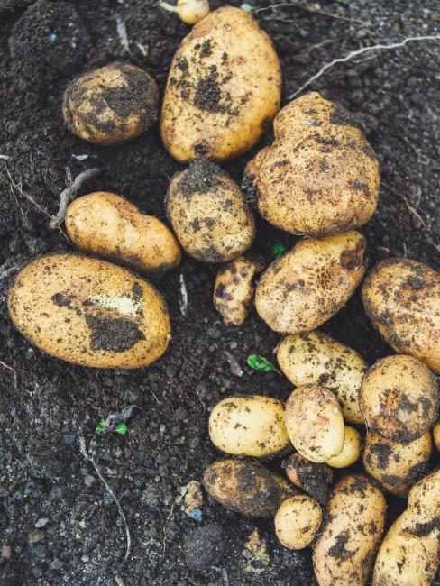 Kartoffeln als Gemüse fürs Regrowing