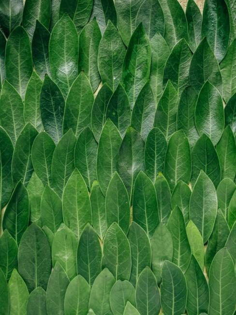 Chlorophyll als gesunde Ergänzung im Speiseplan