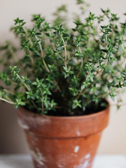 Thymian aus dem Indoor Kräutergarten