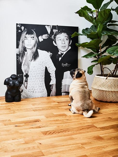 Hund schaut auf schwarz weiß Bild am Boden