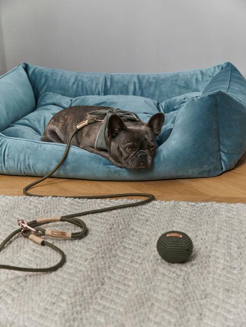 habitacion-perros Cama para perros azul plomo con bulldog francés negro