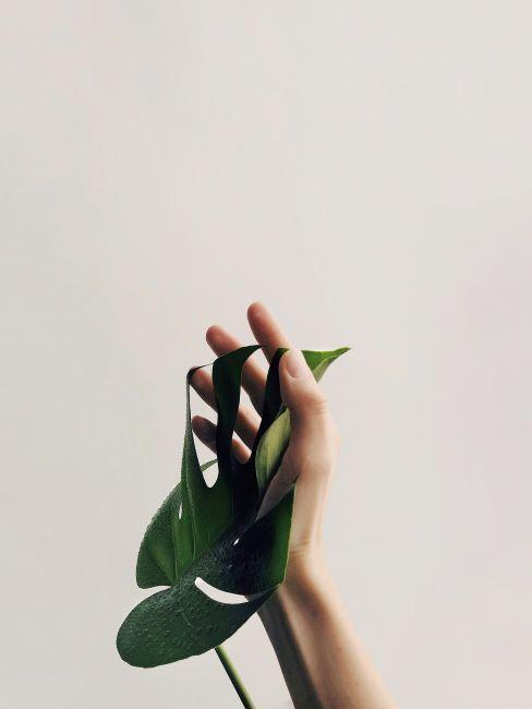 Mano acariciando hojas de una planta