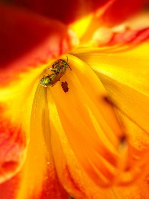 color-miel-banner Abeja polinizando una flor de color miel