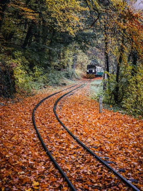 tren en un paisaje otoñal