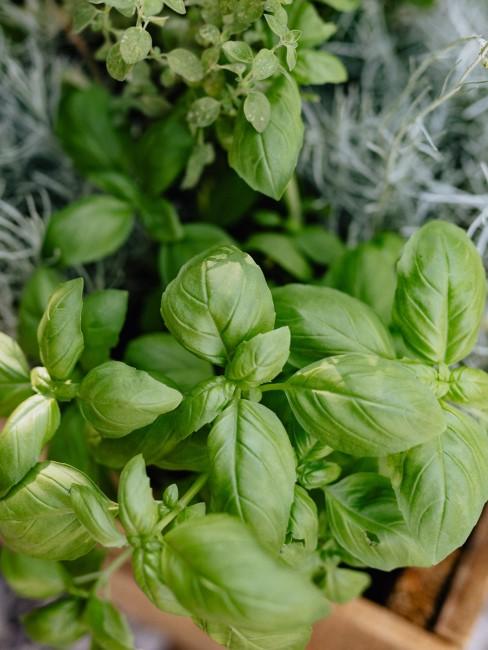 albahaca en una caja de madera