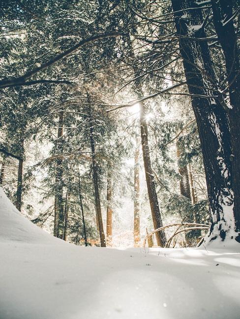 winterblues-banner arboles de bosque nevados