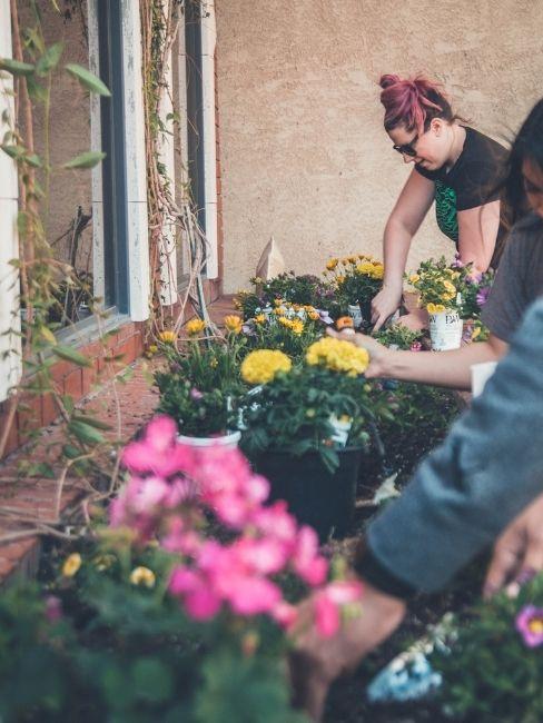 Mujer plantando flores amarillas y rosas