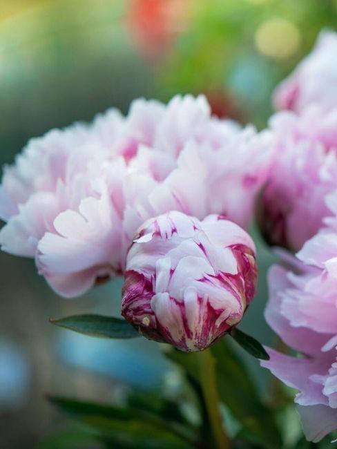 Flores rosas