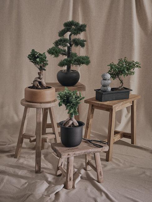 jardin de bonsai
