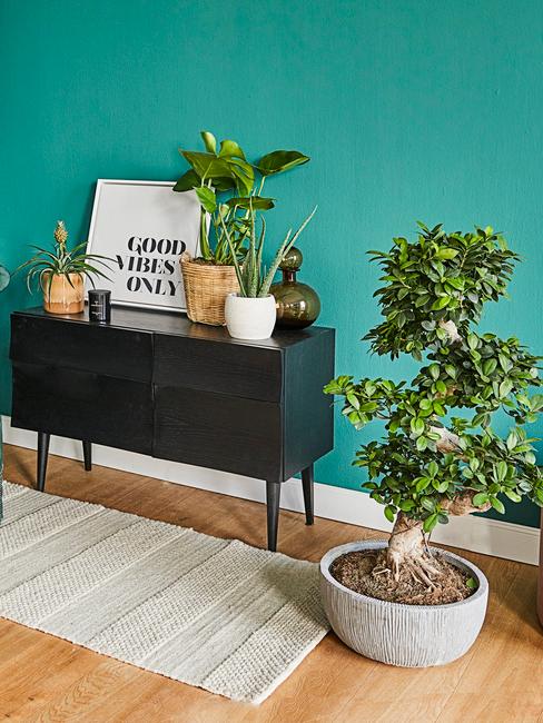plantas de moda