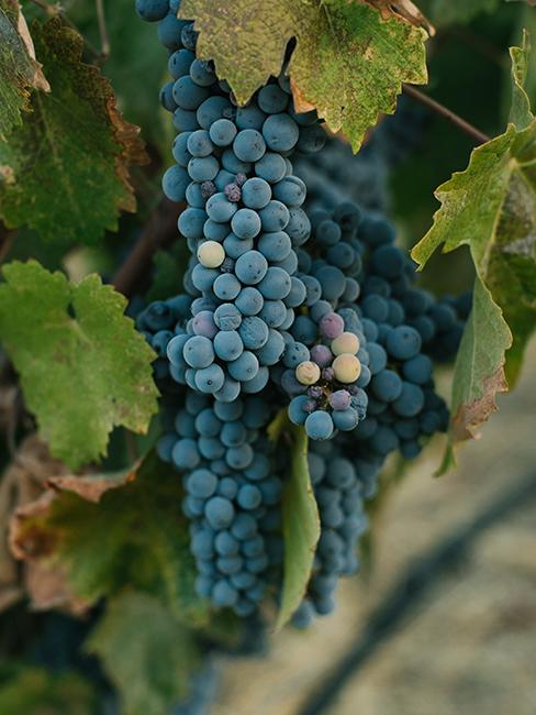 grappes de raison dans une vigne