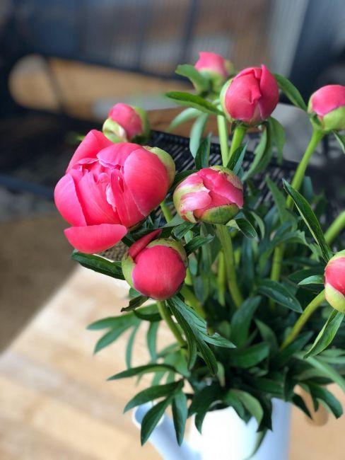 les pivoines en vase