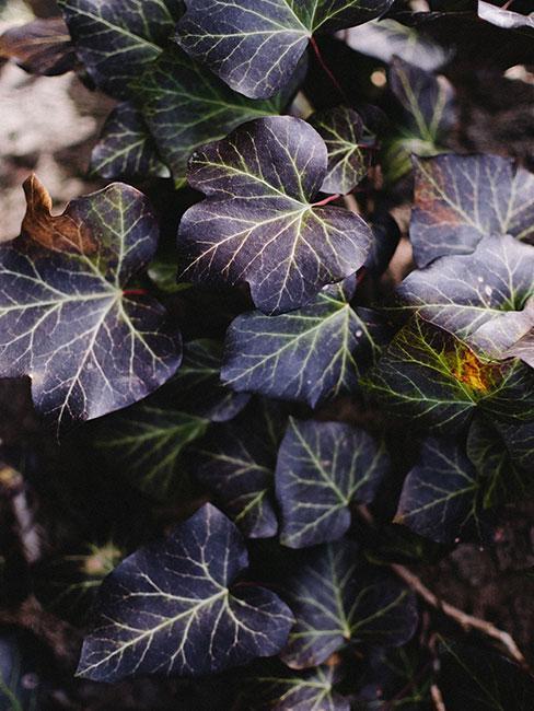 plantes pour le balcon