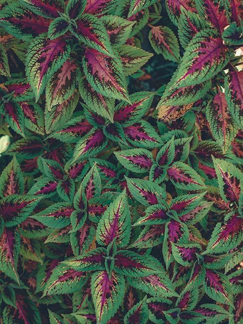 plante verte et rose