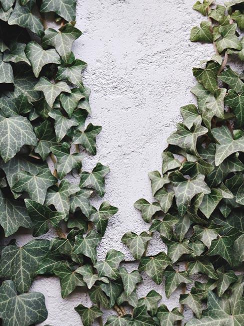 plantes grimpantes sur un mur