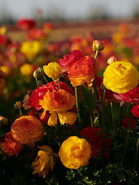 fleurs jaunes et oranges