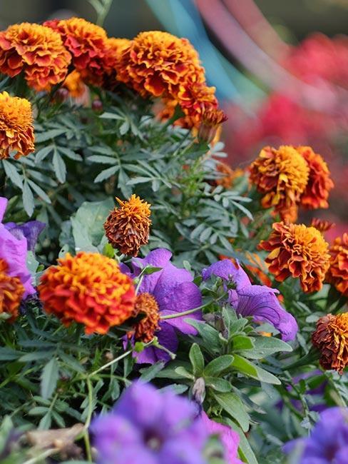 fleurs oranges et violettes