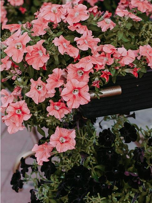 fleurs roses