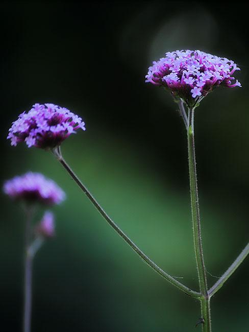 fleurs violettes