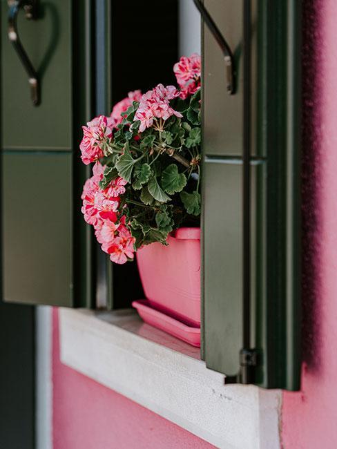 jardinière rose posée sur le rebord de la fenetre avec fleurs roses