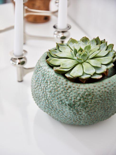 plante succulente