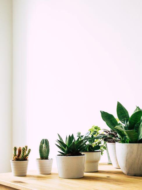 plantes succulentes