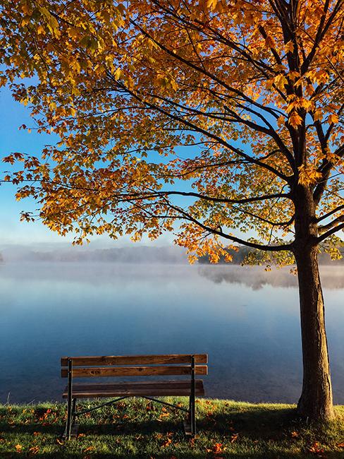 banc avec arbre au bord d'un lac