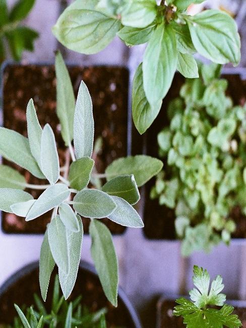 jardin-vertical Plantes et herbes