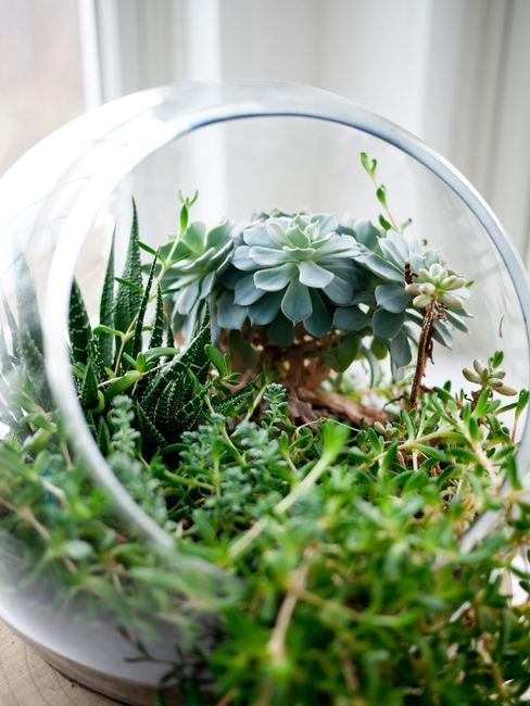 terrarium-plantas Terrarium de plantas