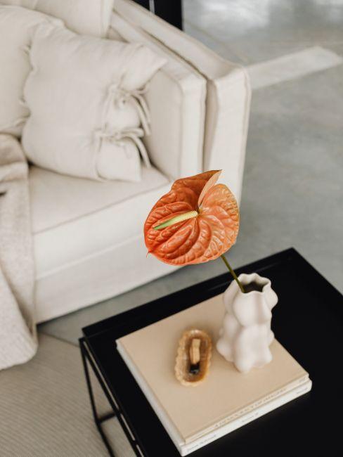 Anthurium ou Flamant Rose Aloe Vera