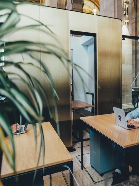 Plantes de bureau