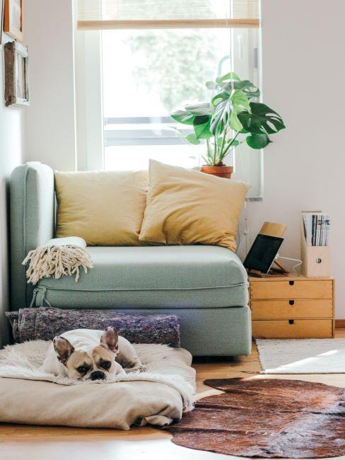 séjour avec fauteuil menthe, 2 oreillers jaunes dessus, un chien allongé devant;, une plante à la fenêtre