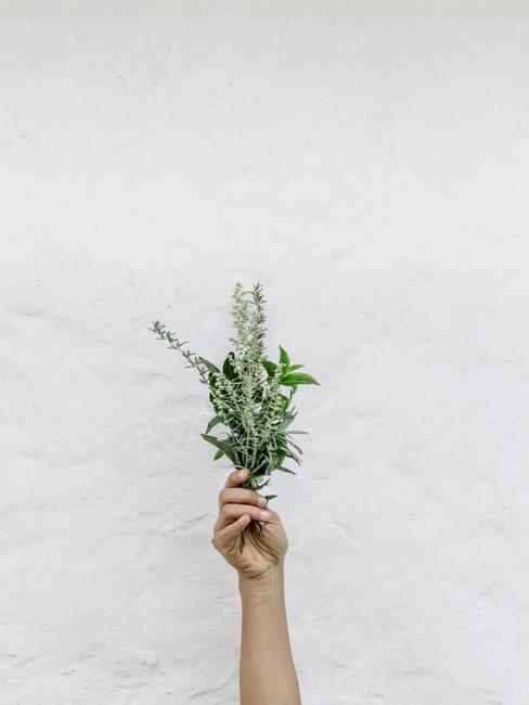 Bouquet de romarin tenu dans une main