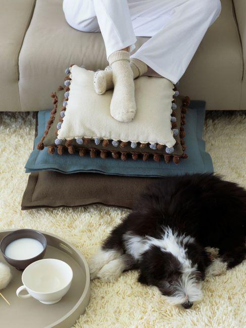futon, chien