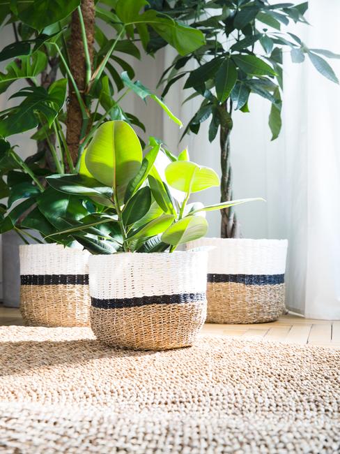 Plantes dans des paniers en osier sur tapis en jute