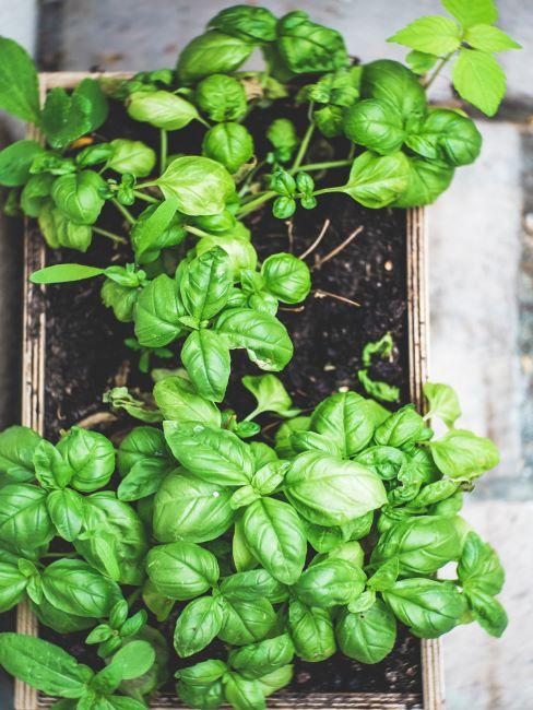 plante verte dans un pot basilic dans une jardinière en bois