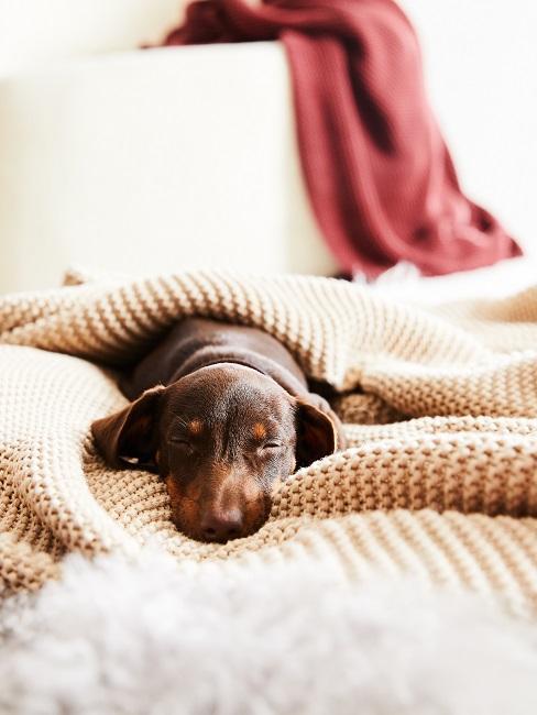 petit chiot brun endormi dans un plaid beige