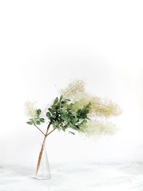 minimalisme, feng shui, plante simple