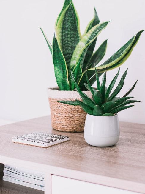 Deux plantes succulentes sur une table en bois, un cachet-pot blanc et un cache-pot en rotin