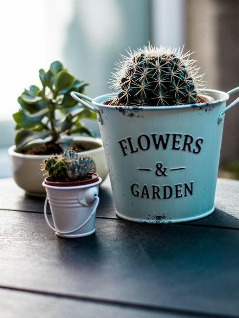 trois plantes succulentes differentes dans des cache-pots vintage distincts
