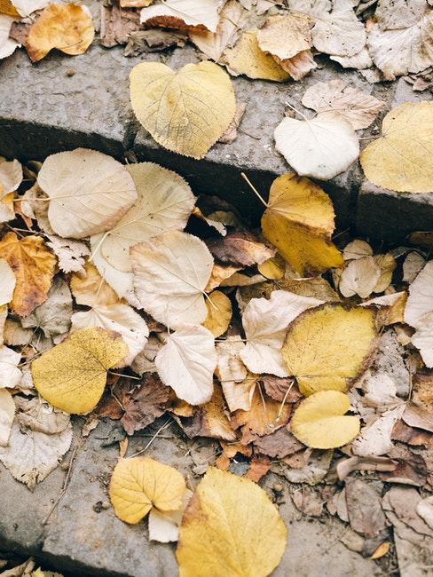 feuilles jaunes tombées sur les pavés en automne